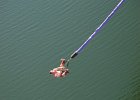 bungee23