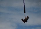 bungee50