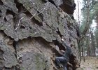 oberveg0421032