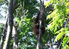 037 Sumatra Bukit Lawang