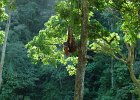 075 Sumatra Bukit Lawang