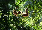 077 Sumatra Bukit Lawang