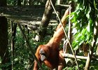 080 Sumatra Bukit Lawang