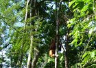 082 Sumatra Bukit Lawang