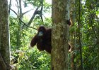 084 Sumatra Bukit Lawang
