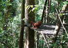 085 Sumatra Bukit Lawang