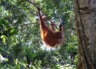 088 Sumatra Bukit Lawang