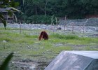 091 Sumatra Bukit Lawang