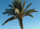 069 Djerba Palma